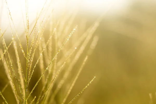 Grama flor com luz solar. imagem fora de foco . — Fotografia de Stock