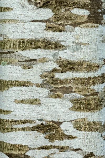The surface of the bark — Stock Photo, Image