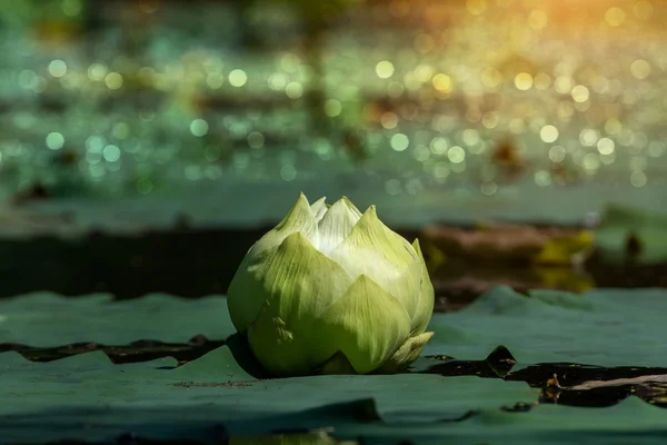 Zelené Lotosový květ. — Stock fotografie