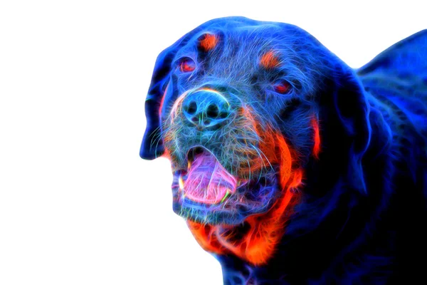 Glow bilden av rottweiler. — Stockfoto