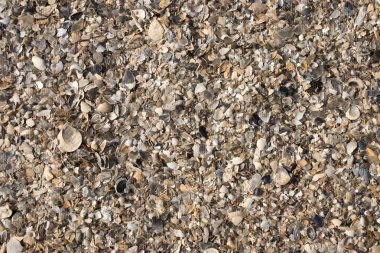 Kabukları sahilde. BM-odak resim.