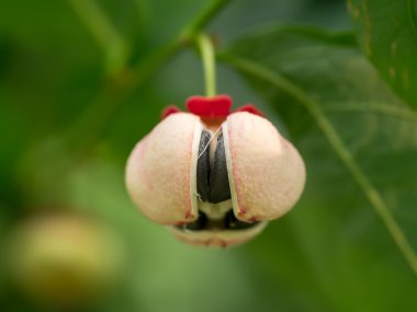 Sauropus androgynus, yıldız bektaşi üzümü veya tatlı yaprak, tohum.