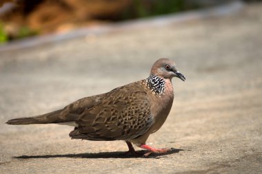 Benekli kumru (Streptopelia Chinensis)