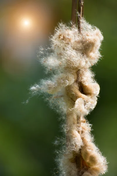 Sementes de Typha angustifolia na árvore . — Fotografia de Stock