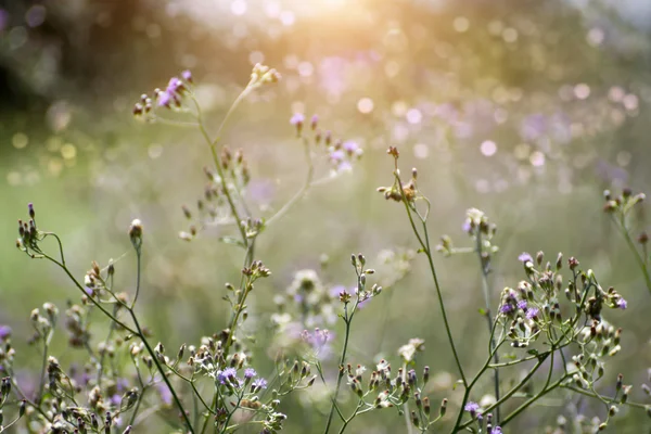 Grama de flor violeta com luz solar . — Fotografia de Stock