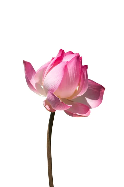 Bellissimo fiore di loto rosa su sfondo bianco . — Foto Stock