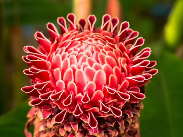 Красивый тропический красный цветок имбиря . — стоковое фото