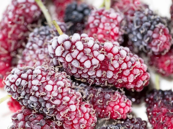 Gefroren von schwarzen und roten Maulbeeren. — Stockfoto