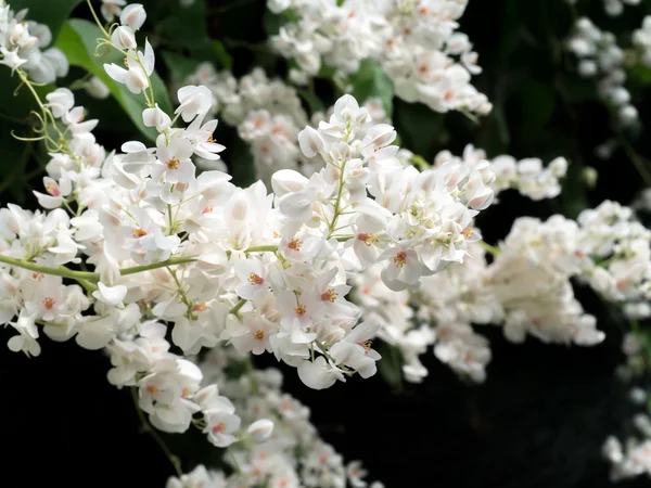 Branco Mexicano Creeper no jardim . — Fotografia de Stock