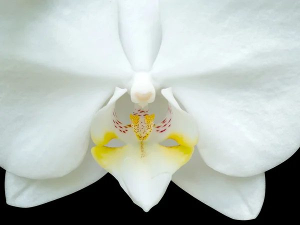 Close up de bela orquídea - phalaenopsis — Fotografia de Stock
