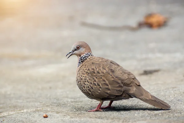 Strakaté Dove (Streptopelia Chinensis) — Stock fotografie