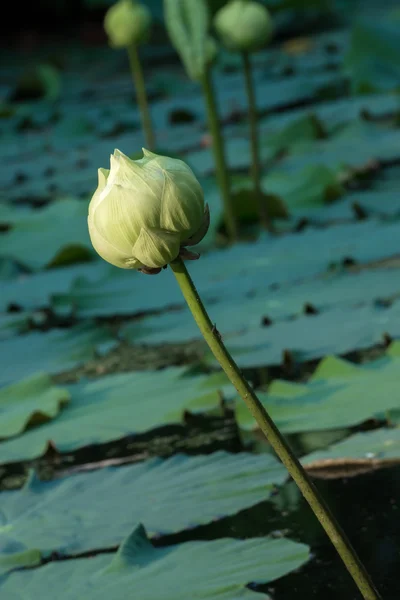 Green lotus flower. - magnolia lotus, album plenum. — Stock Photo, Image