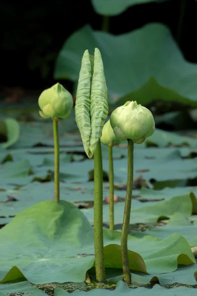 Fiore di loto verde. - magnolia loto, album plenum . — Foto Stock