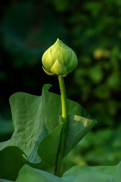 Fiore di loto verde con luce . — Foto Stock