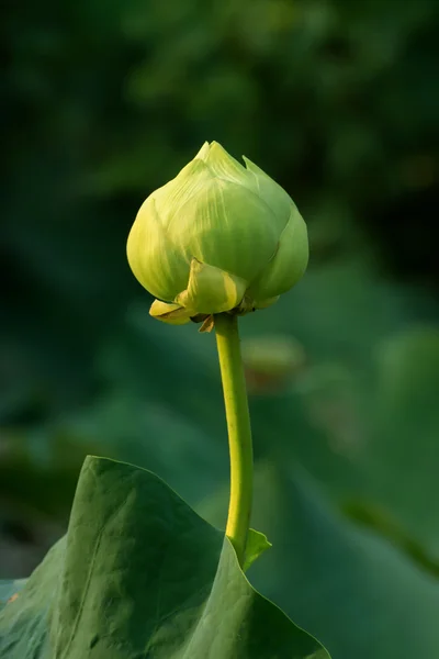 Green lotus flower with sunlight. — Stock Photo, Image