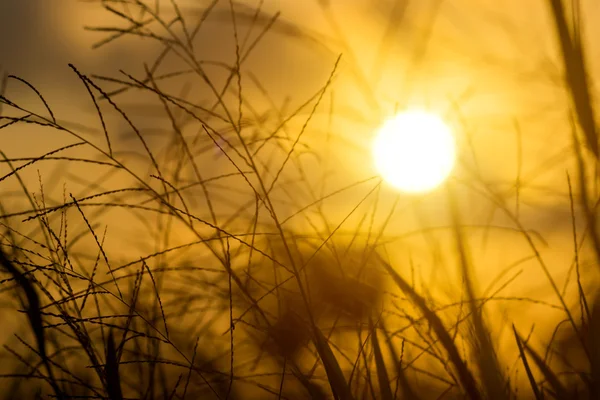 Herbe florale et lumière du soleil . — Photo