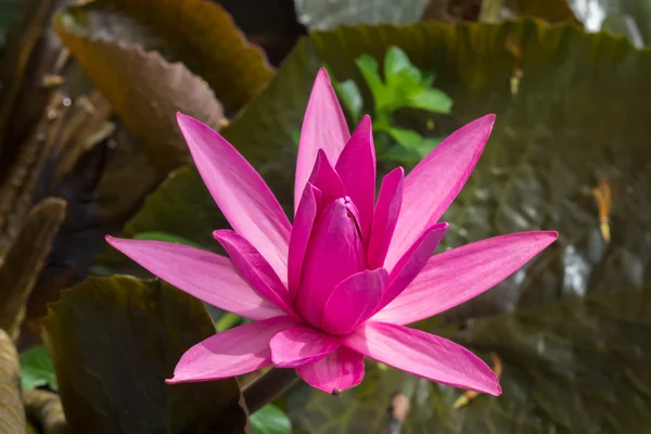 Lírio aquático rosa na lagoa — Fotografia de Stock