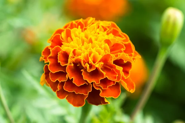 French marigolds flower — Stock Photo, Image