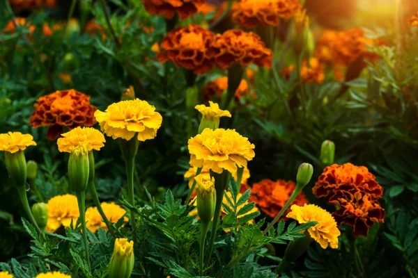 French marigolds flower with sunlight. — Stock Photo, Image