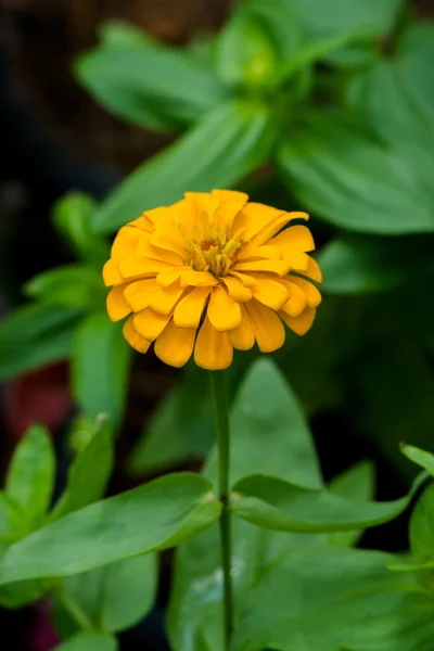 Zinnia flor no jardim — Fotografia de Stock