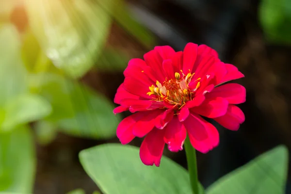 Fleur de zinnia dans le jardin — Photo