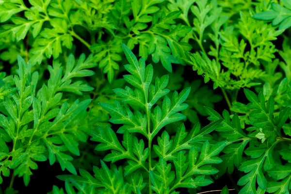 Folhas verdes de fundo Marigold . — Fotografia de Stock