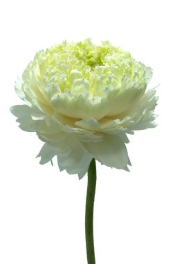 Yeşil lotus çiçeği.