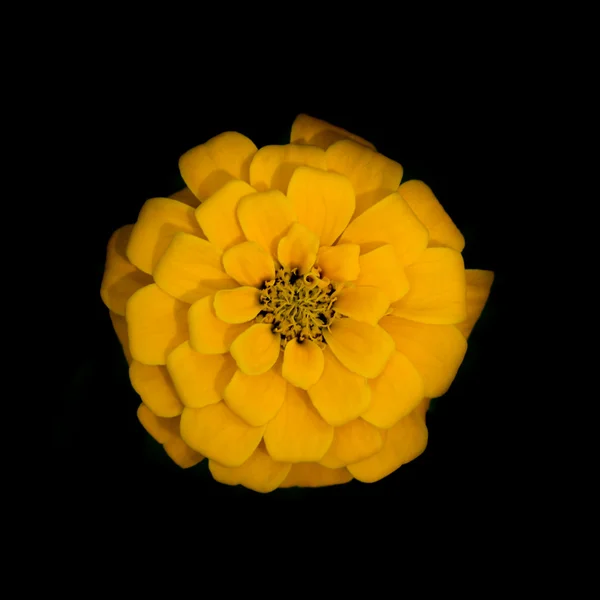 Zinnia giallo fiore in sfondo scuro . — Foto Stock