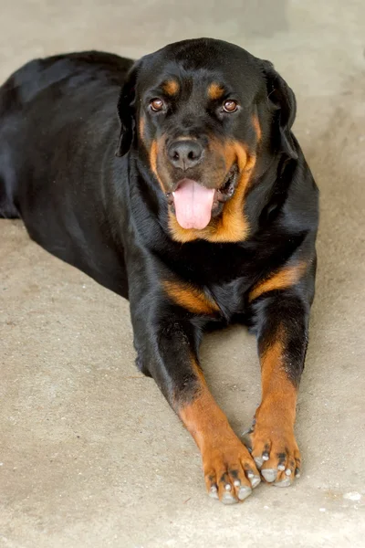 Rottweiler na ziemi. — Zdjęcie stockowe