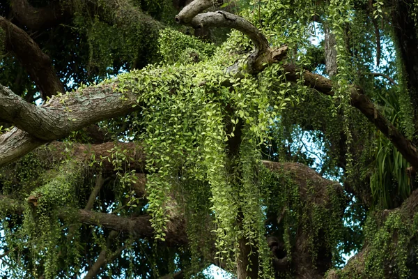 Dischidia nummularia Variegata su albero . — Foto Stock