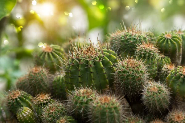 Kaktusová rostlina s slunečního záření. — Stock fotografie