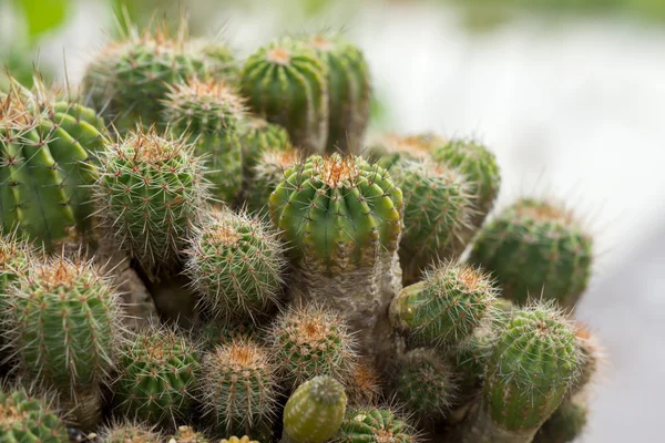 Cactus Plant in the garden. — Stock Photo, Image