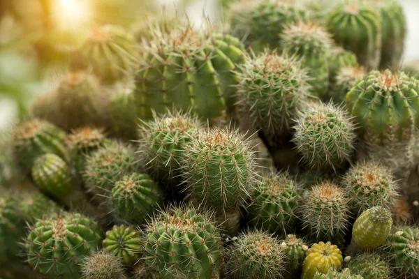 Planta de cacto com luz solar . — Fotografia de Stock