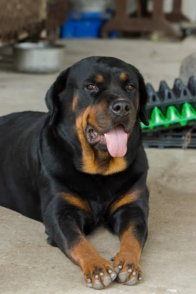 Rottweiler a terra . — Foto Stock