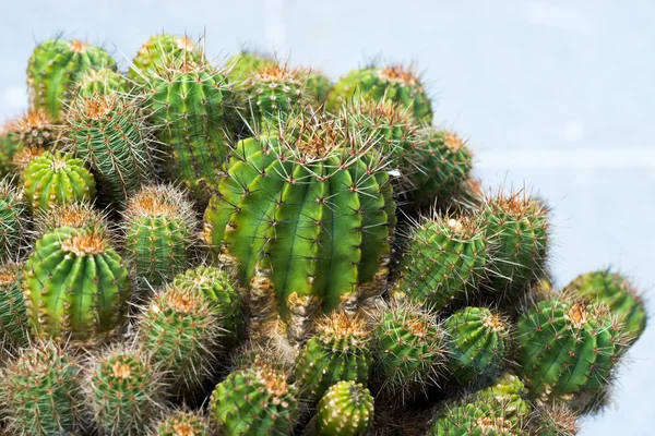 Plante de cactus dans le jardin. — Photo