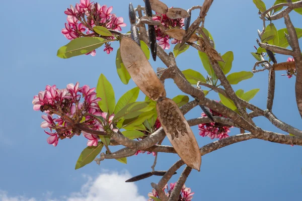 Semillas de flor de frangipani en el árbol . —  Fotos de Stock