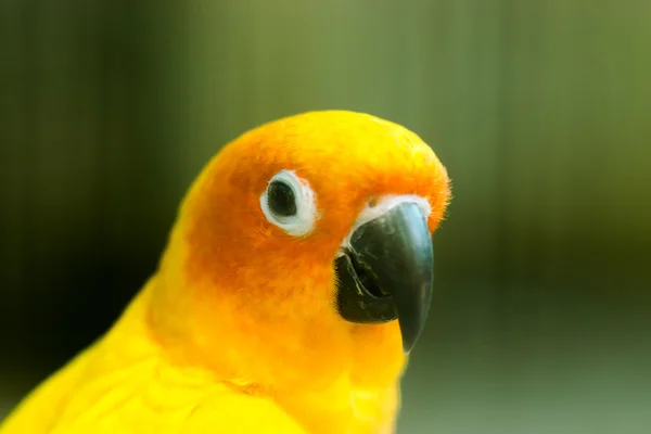 Nærbillede af dejlig sol Conure papegøje . - Stock-foto