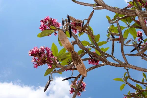 Zaden van frangipani bloem op de boom. — Stockfoto