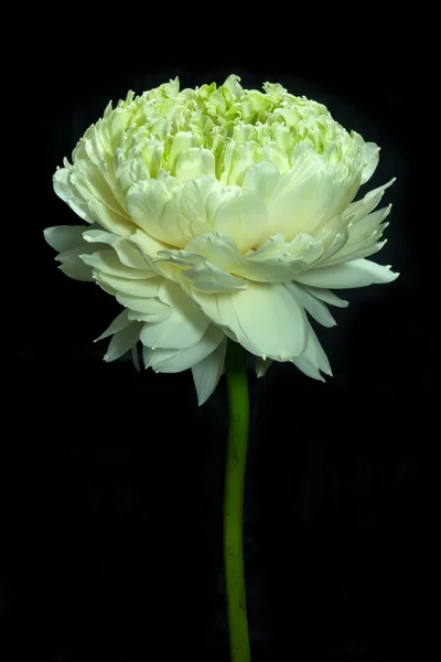 Groene lotusbloem. -magnolia lotus, album plenum. — Stockfoto