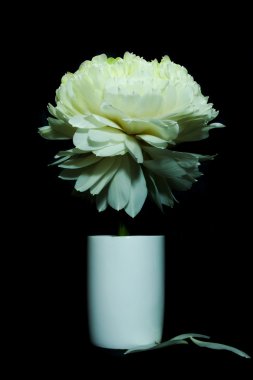 Yeşil lotus çiçeği. -Manolya lotus, albüm plenumu.