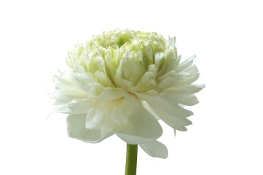 Beyaz arkaplanda nilüfer çiçeği. 