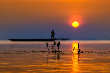Siluet nilüfer çiçeği balıkçı ve th üzerinde gökyüzü günbatımı