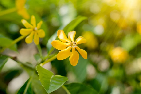 Yellow gardenia flower, Gardenia carinata Wallich — Stock Photo, Image