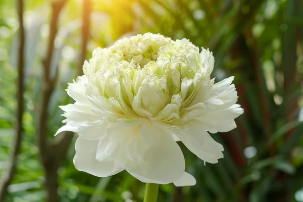 Grüne Lotusblume. - Magnolienlotus, Albumplenum. — Stockfoto