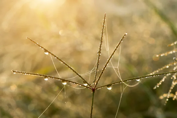 Blomma gräs och droppe dagg med solljus. — Stockfoto
