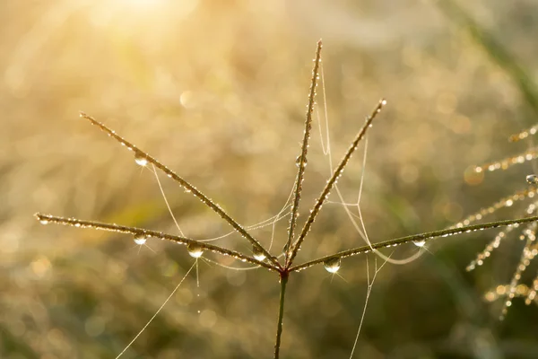 Herbe de fleur et goutte de rosée avec la lumière du soleil . — Photo