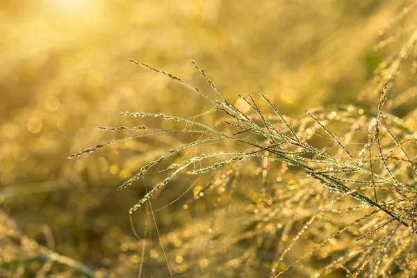 Květ trávy a kapka Rosy se sluneční světlo. — Stock fotografie