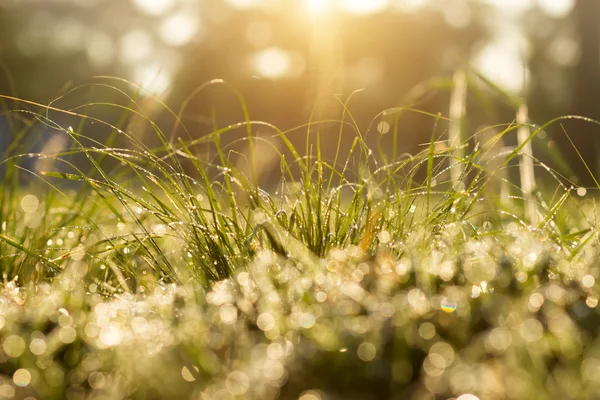 Grama e gota de orvalho com luz solar . — Fotografia de Stock