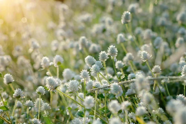 Белая трава с солнечным светом. Нефокусное изображение . — стоковое фото
