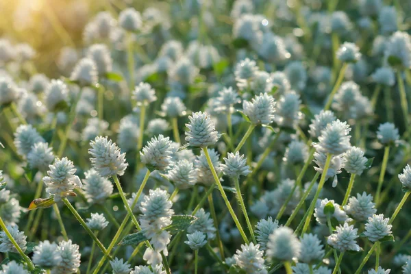 White flower grass with sunlight. Un-focus image. — Stock Photo, Image